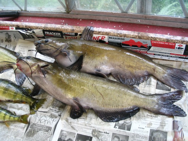 Catfish in Cozy Corner Cottages cleaning house
